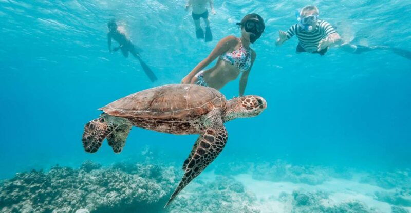 oahu-waikiki-turtle-snorkeling-adventure