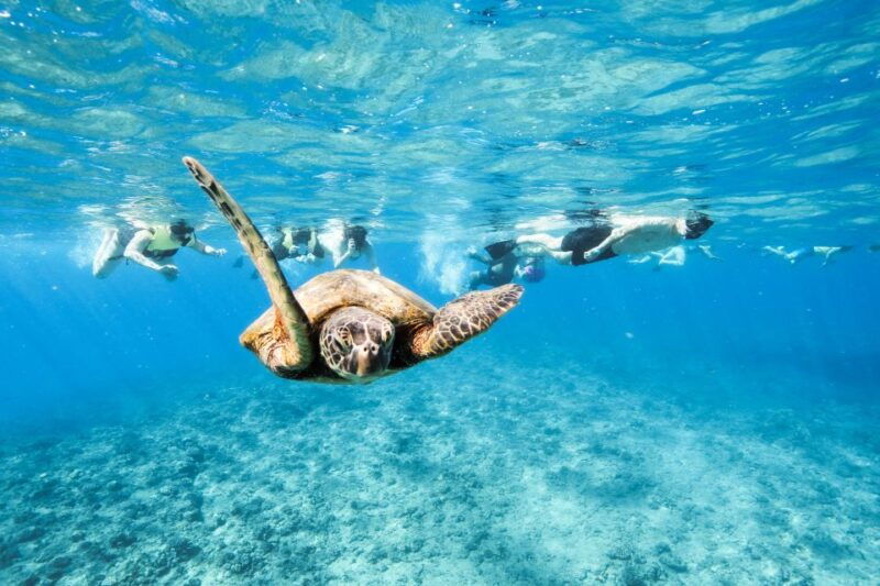 oahu-waikiki-turtle-snorkeling-adventure