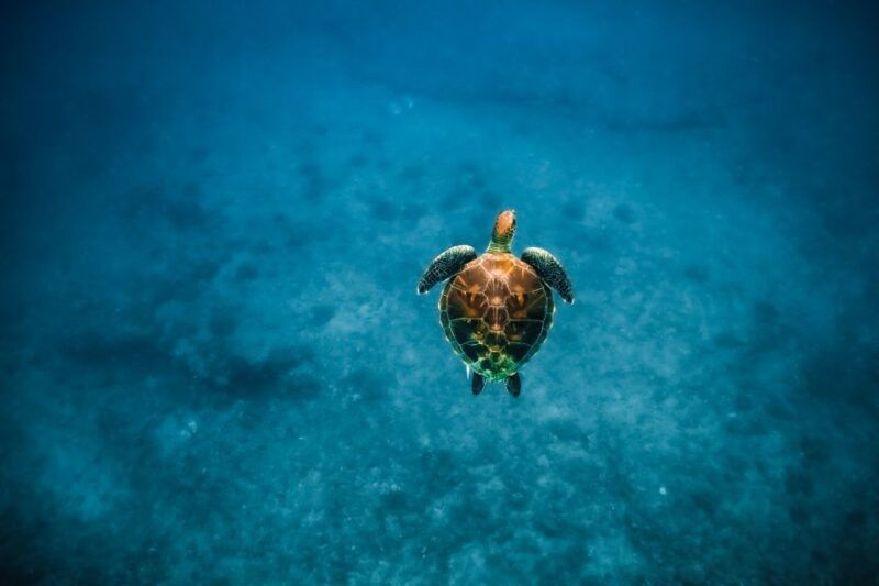 oahu-waikiki-turtle-snorkeling-adventure