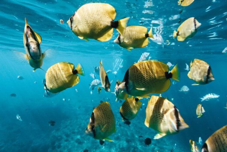 oahu-waikiki-turtle-snorkeling-adventure