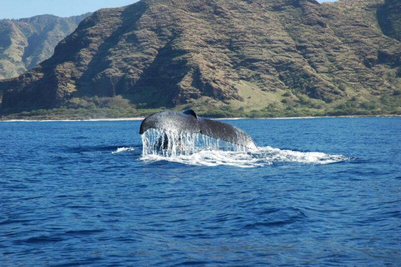 oahu-waikiki-whale-watching-tour-donut-and-coffee-included