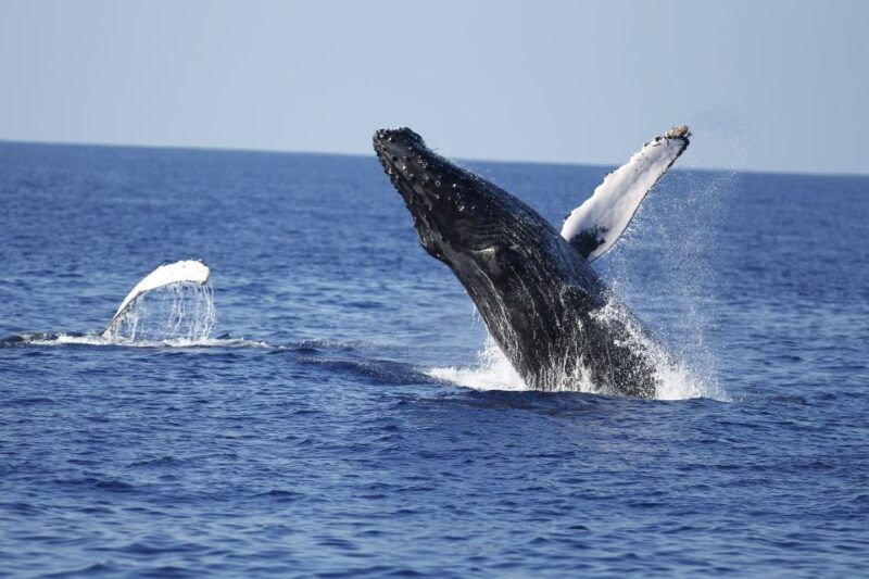 oahu-waikiki-whale-watching-tour-donut-and-coffee-included