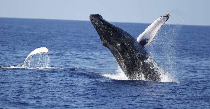 oahu-waikiki-whale-watching-tour-donut-and-coffee-included