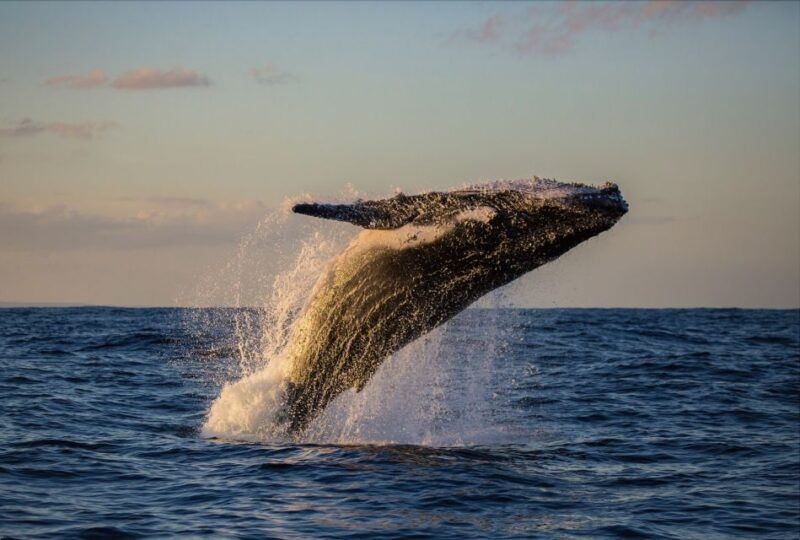 oahu-west-coast-whale-watching-and-turtle-snorkeling