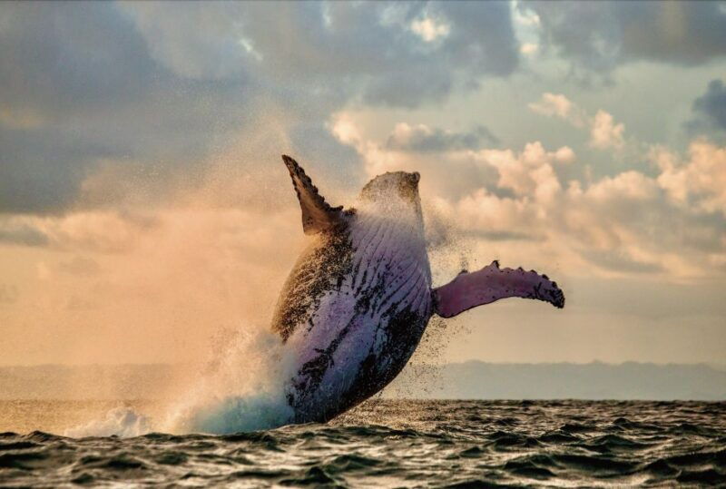 oahu-west-coast-whale-watching-and-turtle-snorkeling