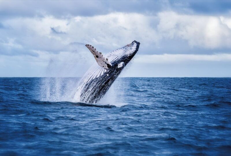 oahu-west-coast-whale-watching-and-turtle-snorkeling