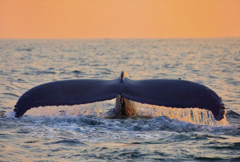 oahu-west-coast-whale-watching-and-turtle-snorkeling