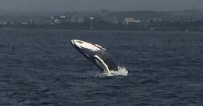 oahu-whale-sail-charter