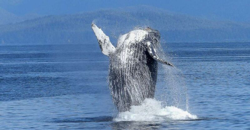 oahu-whale-watching-afternoon-sailing-cruise