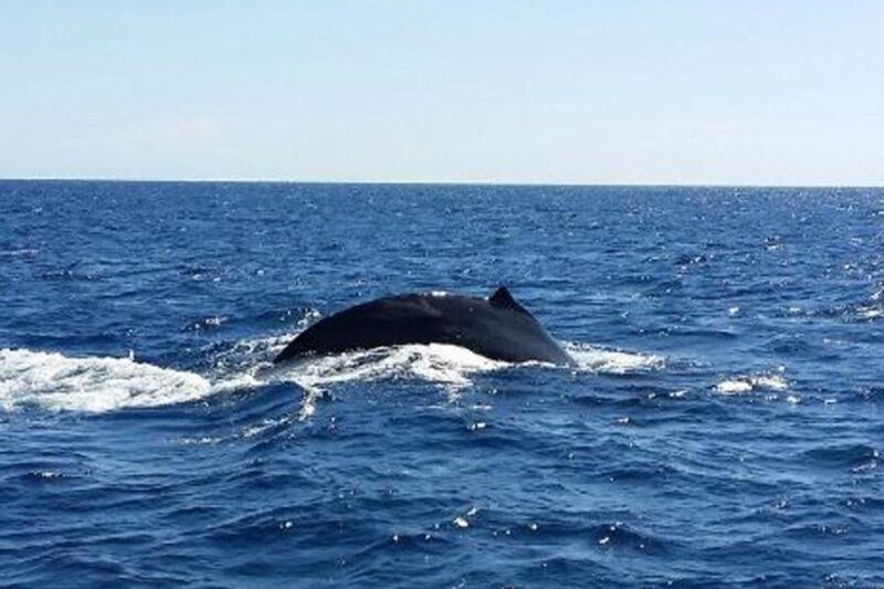 oahu-whale-watching-afternoon-sailing-cruise