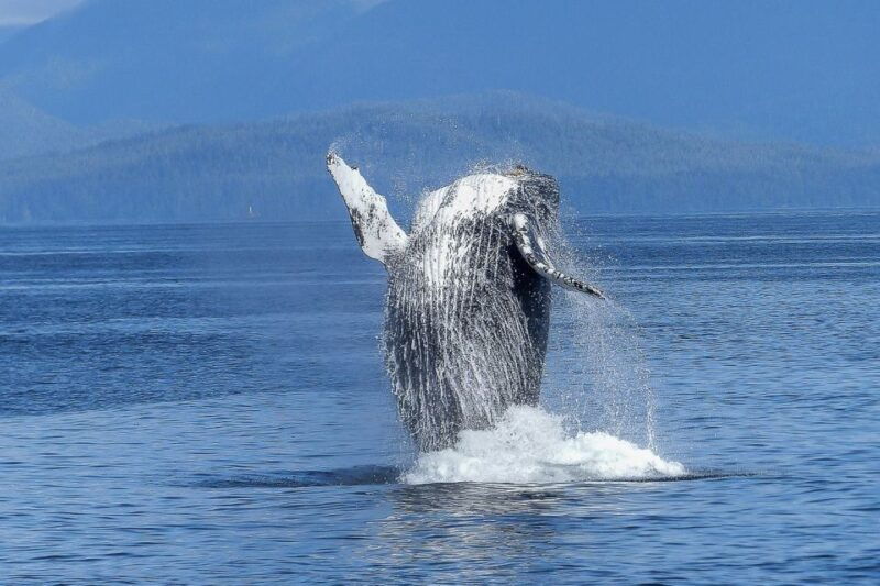 oahu-whale-watching-afternoon-sailing-cruise