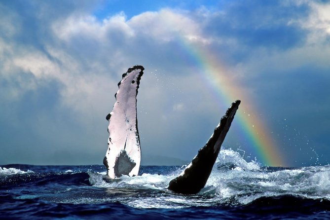 oahu-whale-watching-excursion