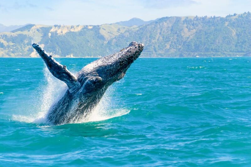 oahu-whale-watching-excursion-from-ala-wai-harbor