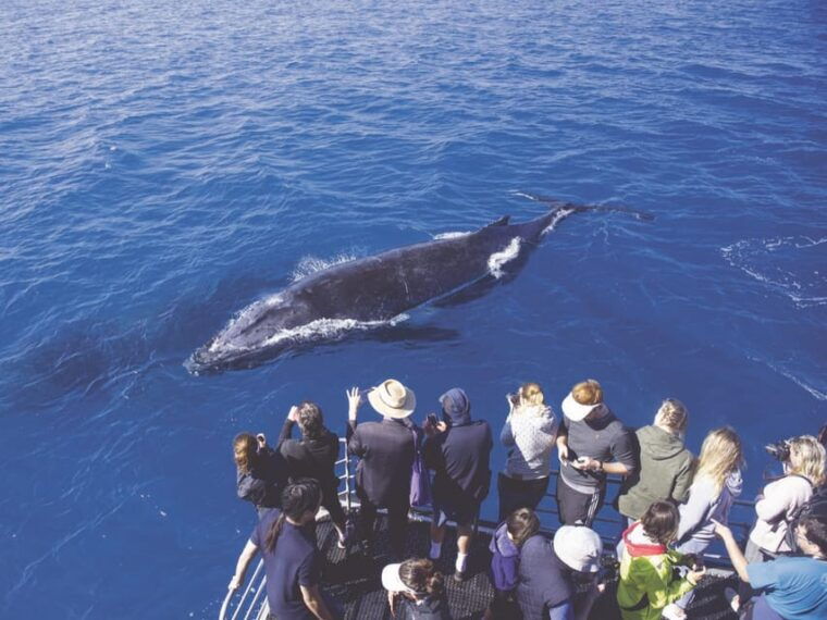 oahu-whale-watching-excursion-from-ala-wai-harbor