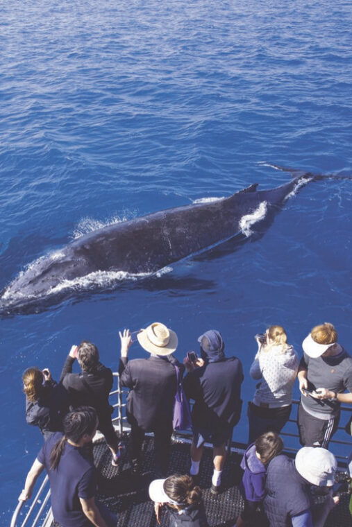 oahu-whale-watching-excursion-from-ala-wai-harbor