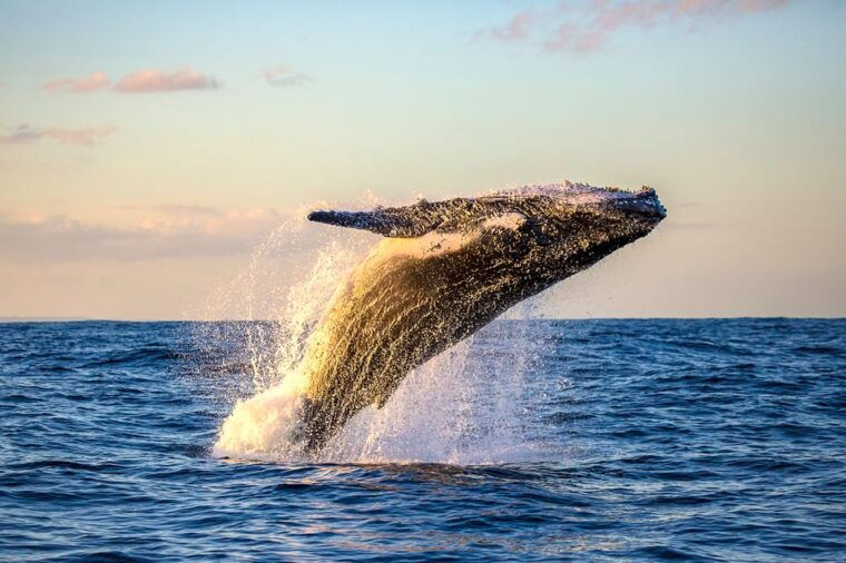 oahu-whale-watching-excursion-from-ala-wai-harbor