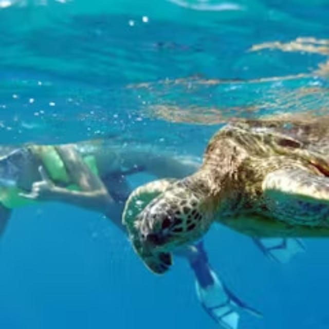 oahu-whales-dolphins-snorkeling-cruise-with-hawaiian-meal