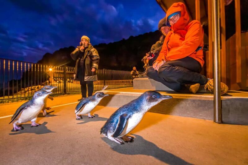Oamaru: Penguins Evening Viewing Ticket - A Detailed Look at the Oamaru Penguins Evening Tour