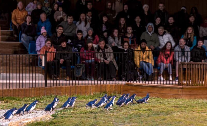 Oamaru: Penguins Evening Viewing Ticket - Frequently Asked Questions (FAQs)