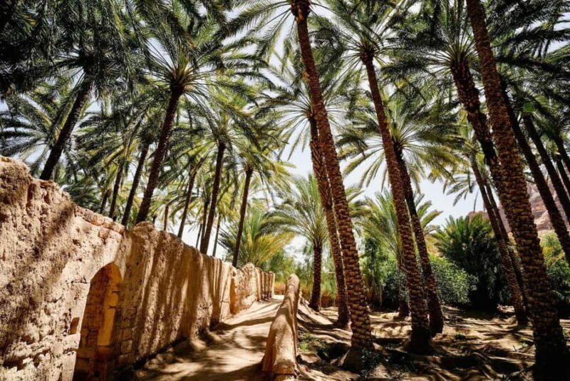 Oasis Adventure in Alula - Key Points  