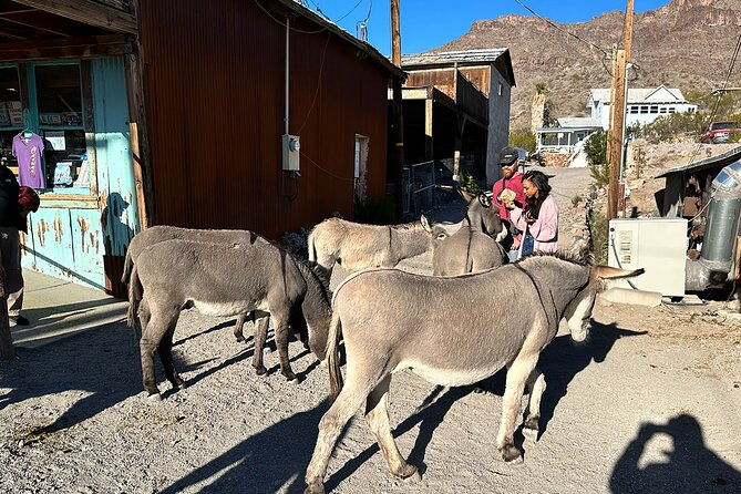 oatman-mining-camp-burros-scenic-rt-66-direct-from-las-vegas