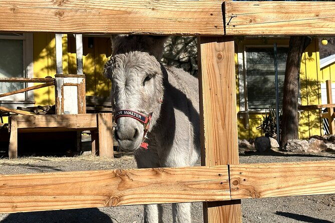 oatman-mining-camp-burros-scenic-rt-66-direct-from-las-vegas