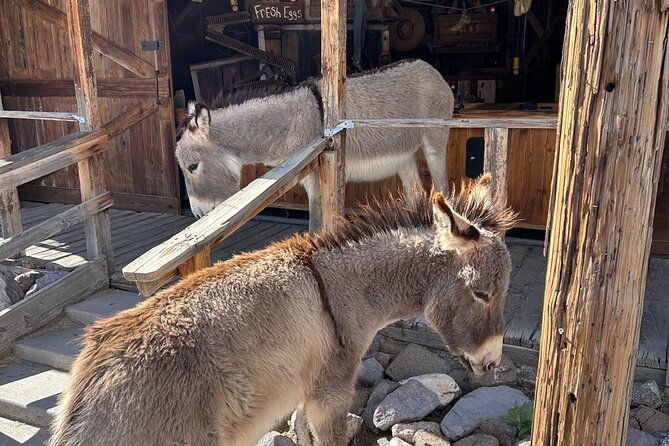 oatman-old-western-town-rt66-museum-black-mountain-scenic-drive-2