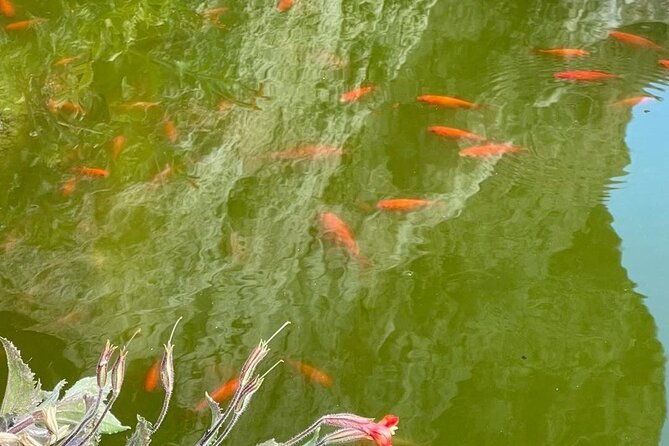 oatman-old-western-town-rt66-museum-black-mountain-scenic-drive-2