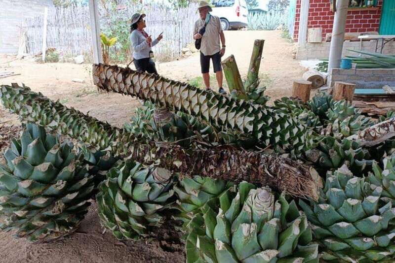 Oaxaca: Ancestral Mezcal Experience - Oaxaca: Ancestral Mezcal Experience — A Complete Guide