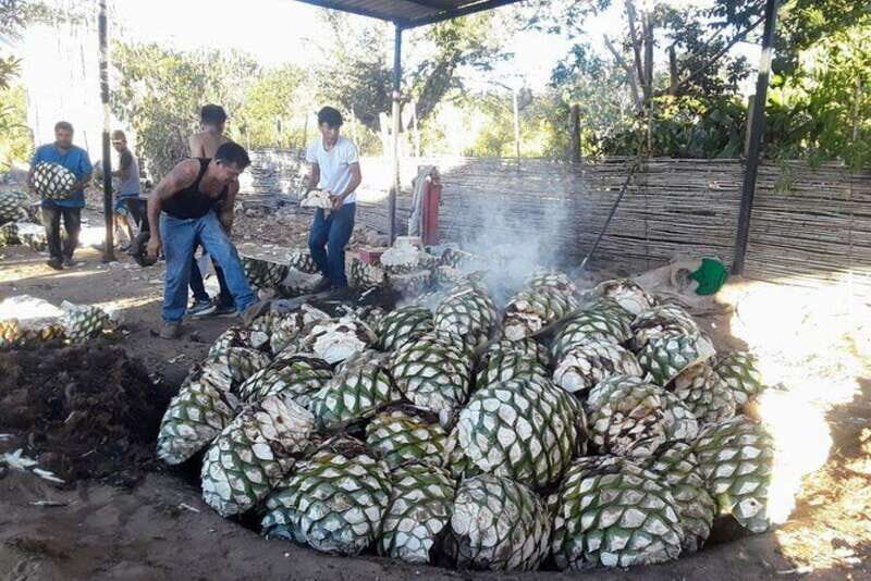 Oaxaca: Ancestral Mezcal Tasting in Ocotlan Valley - Practical Details and What to Expect