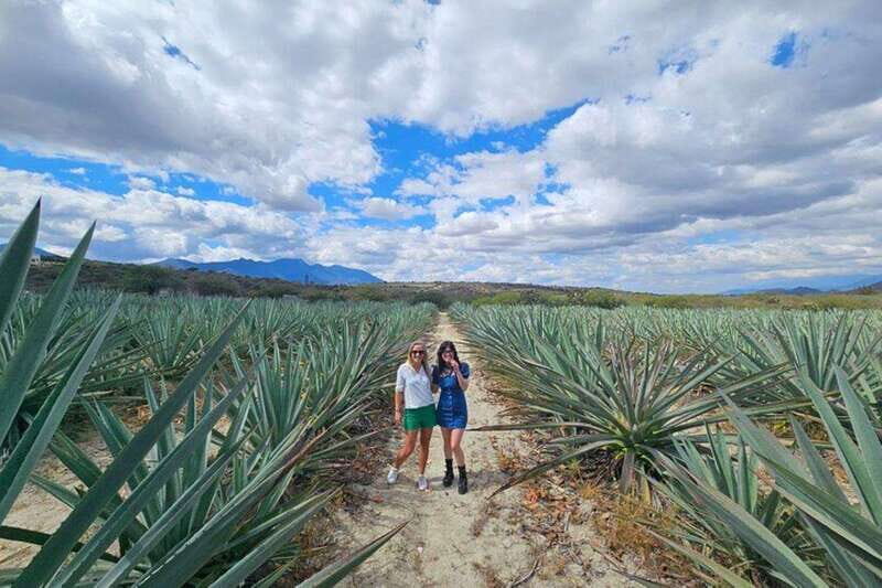 Oaxaca: Hierve el Agua, Mezcal Distillery, and Lunch Tour - Key Points