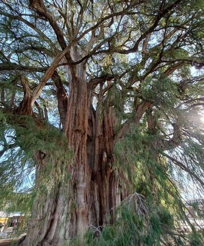 oaxaca-hierve-el-agua-mitla-tree-of-tule-mezcal