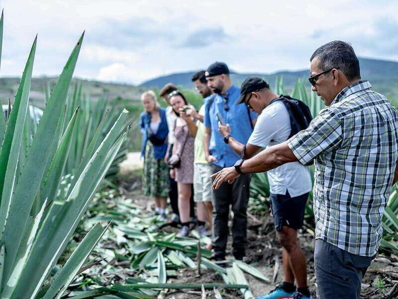 Oaxaca: Mezcal Distillery Tour with Tastings - Oaxaca: Mezcal Distillery Tour with Tastings — A Flavorful Journey