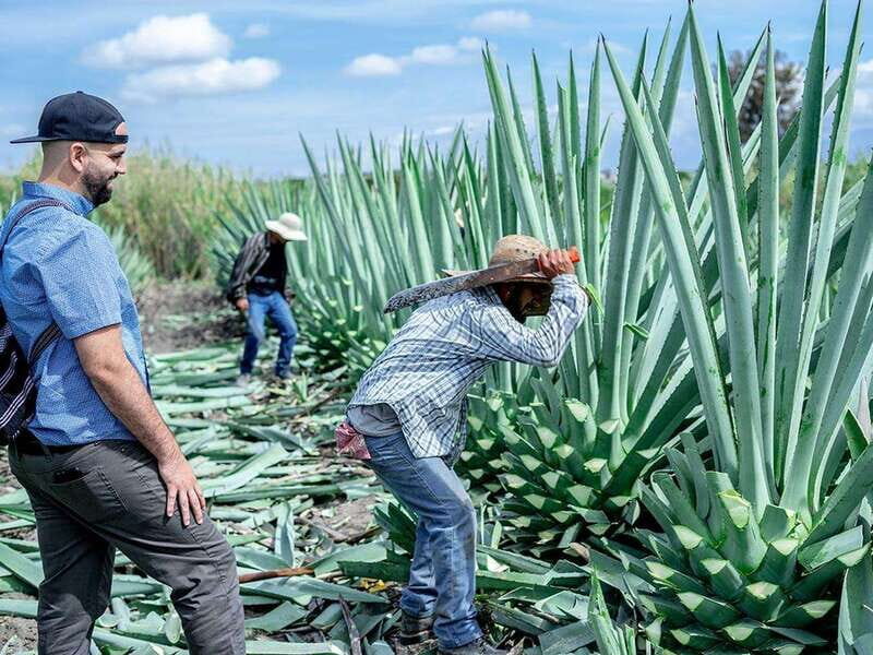 Oaxaca: Mezcal Distillery Tour with Tastings - Key Points