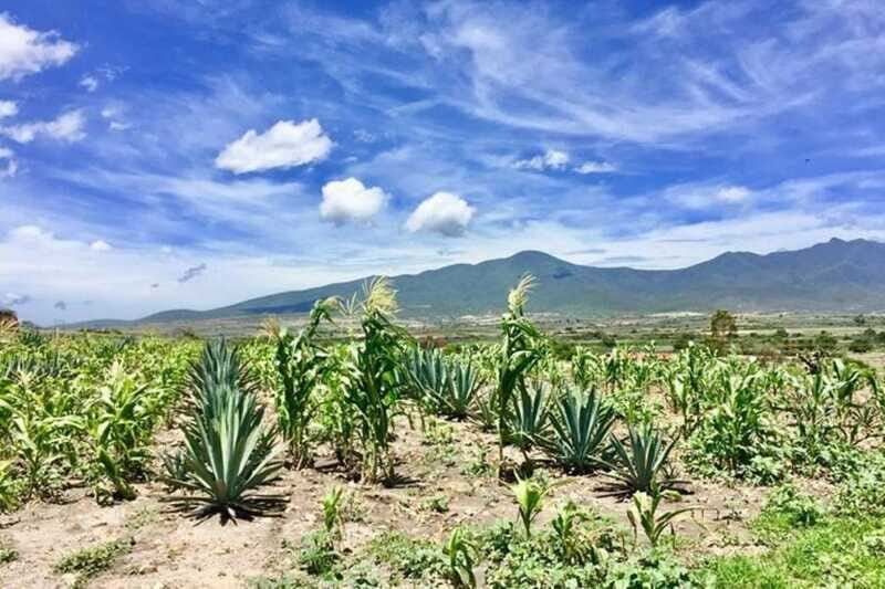 Oaxaca: Private Gastronomy and Culture Tour - Final Word