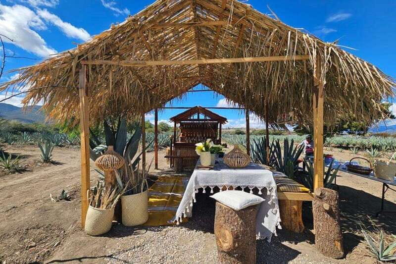 Oaxaca: Private Lunch in Maguey Fields with Mezcal Tasting - Key Points