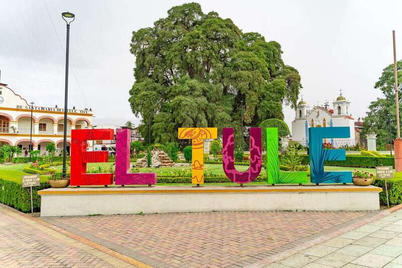 oaxaca-the-tule-tree-teotitlan-village-mezcal-tour