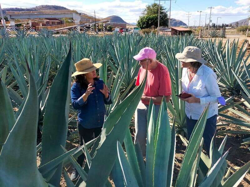 Oaxaca: Zapotec Roots, Mezcal and Textiles Tour - Who Should Consider This Tour?