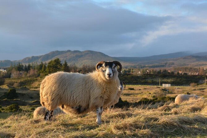 oban-whisky-glencoe-highlands-loch-lomond-private-tour