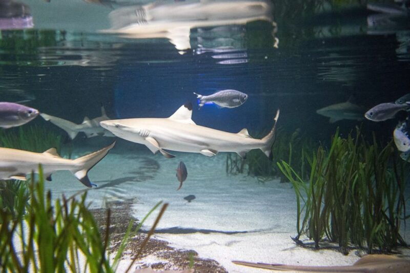 oberhausen-sea-life-oberhausen-entry-ticket