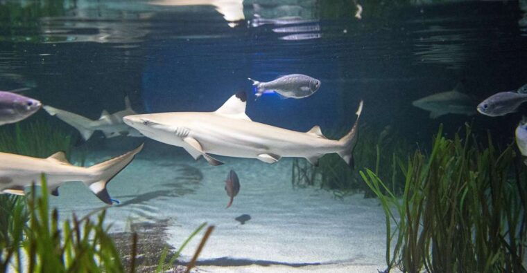 oberhausen-sea-life-oberhausen-entry-ticket