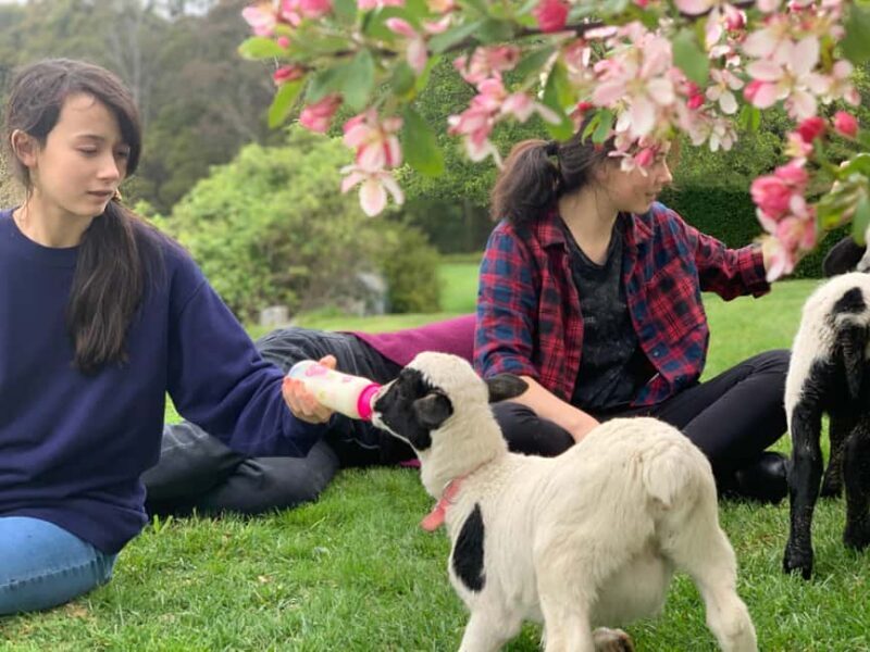 Oberon: Breaky with The Crew - Animal Lover Experience! - Discovering Kenzell Farm in Oberon  