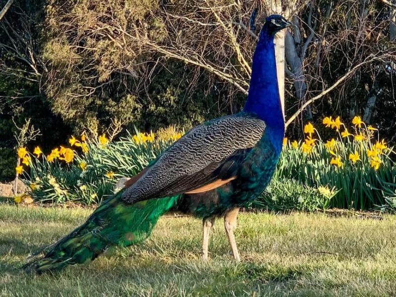 Oberon: Breaky with The Crew - Animal Lover Experience! - Who Will Love This Tour?  