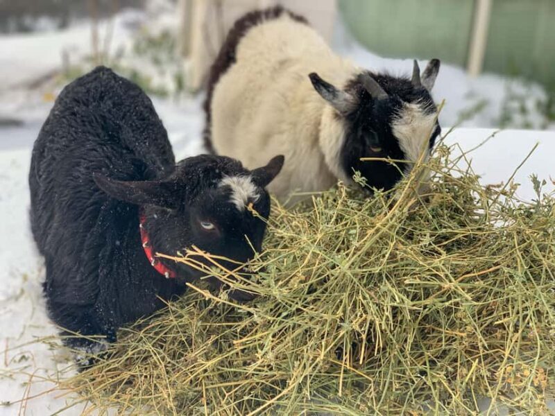 Oberon: Breaky with The Crew - Animal Lover Experience! - FAQs  