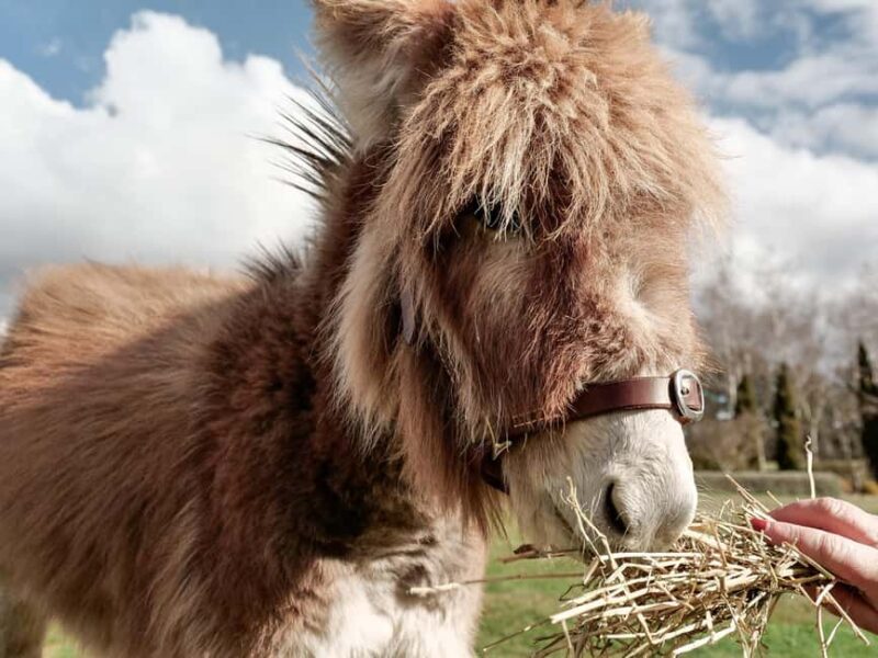 Oberon: Kenzell Farm Tour  A Hands-On Animal Adventure! - Final Thoughts
