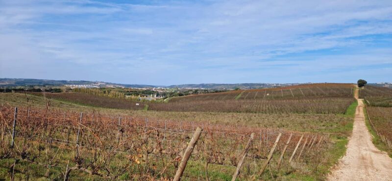 Óbidos: E-Bike Tour to Quinta do Gradil with Wine Tasting - Who Might Want to Consider Alternatives?