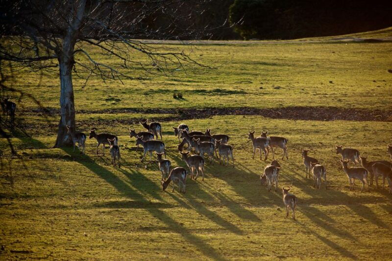 obregon-cabarceno-nature-park-entry-ticket