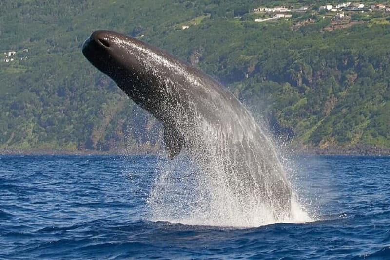 Observation of whales and dolphins in island Pico - Key Points  
