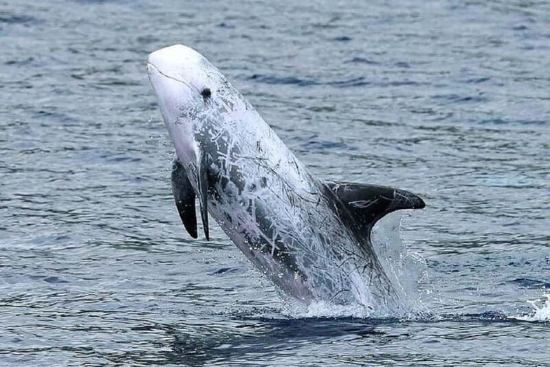 Observation of whales and dolphins in island Pico - An Overview of the Experience