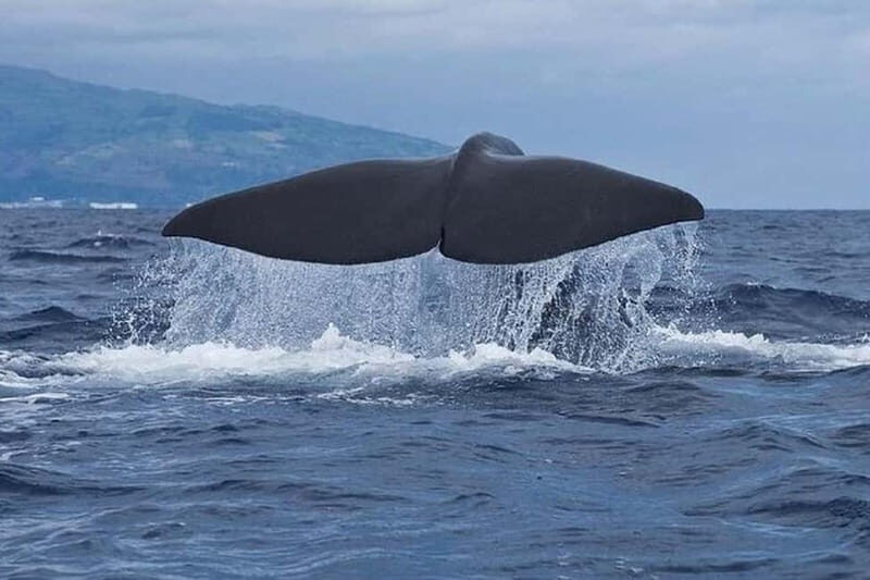 Observation of whales and dolphins in island Pico - Whats Included and What to Expect